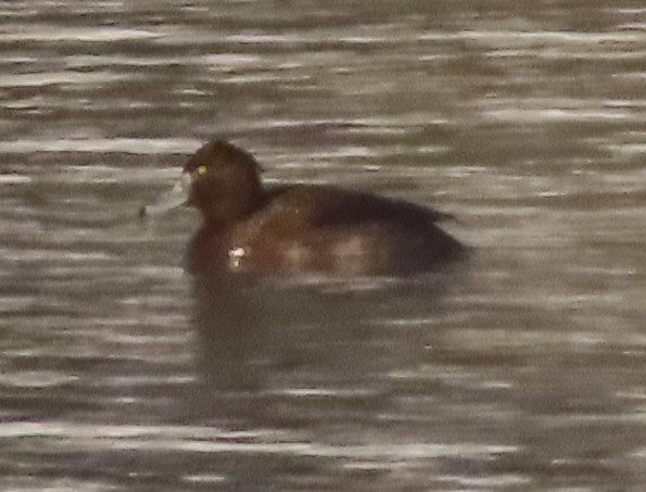 Tufted Duck - ML320363121