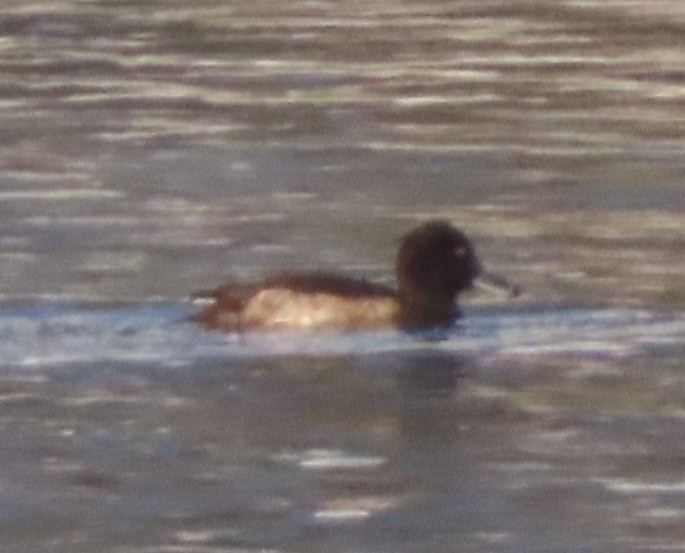 Tufted Duck - ML320363201