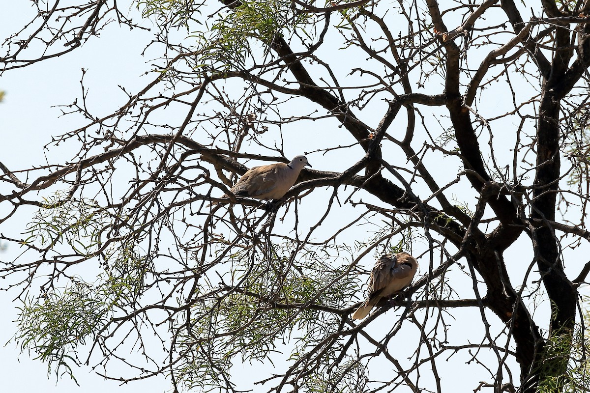 Eurasian Collared-Dove - ML32036331