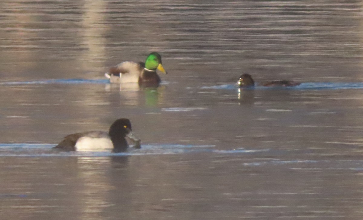 Tufted Duck - ML320363321