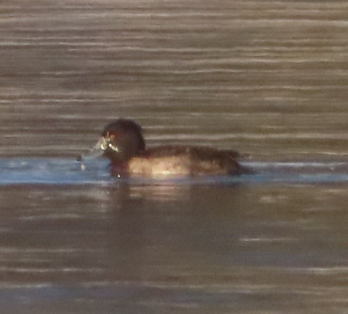 Tufted Duck - ML320363351