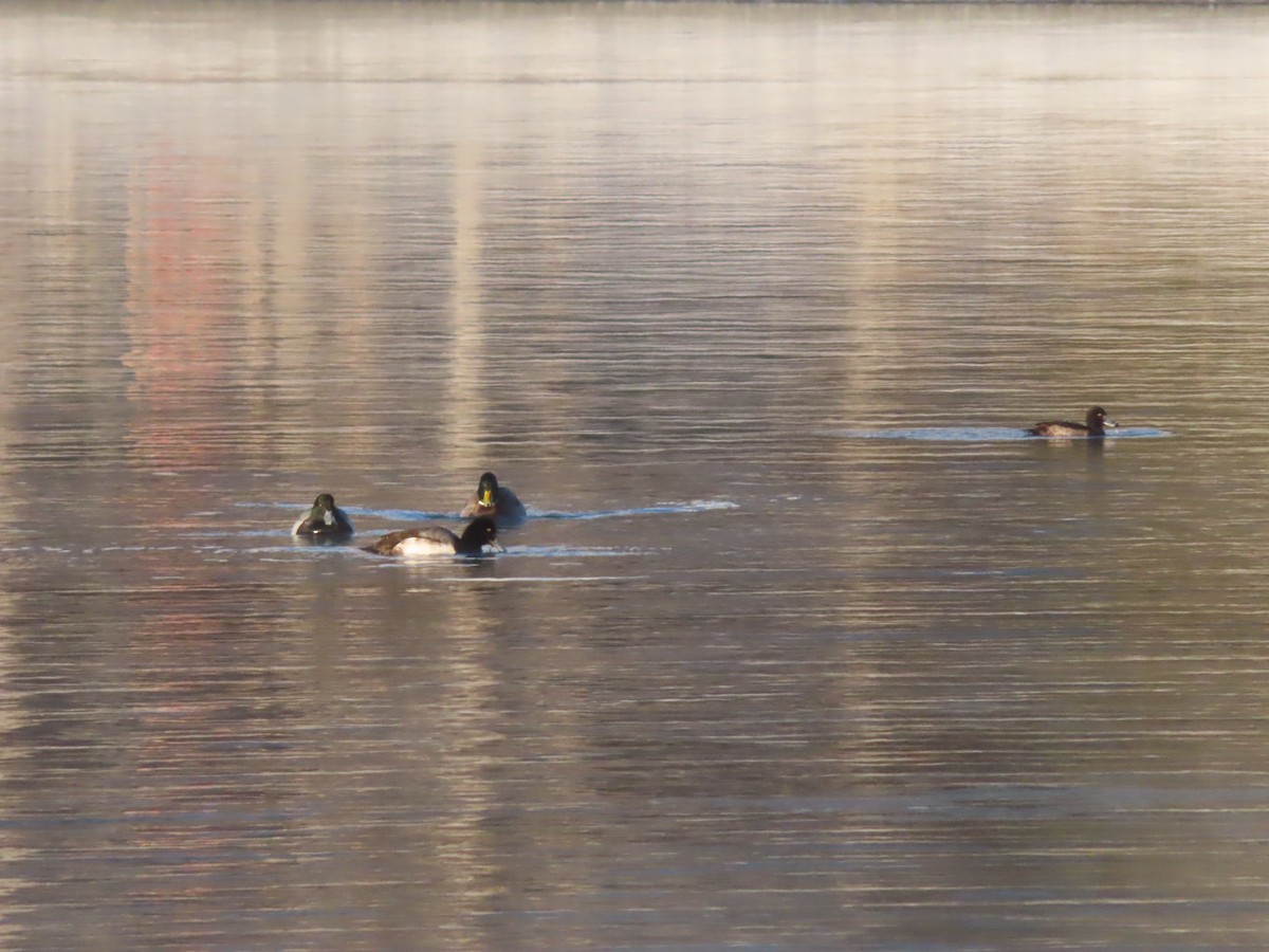 Tufted Duck - ML320363511