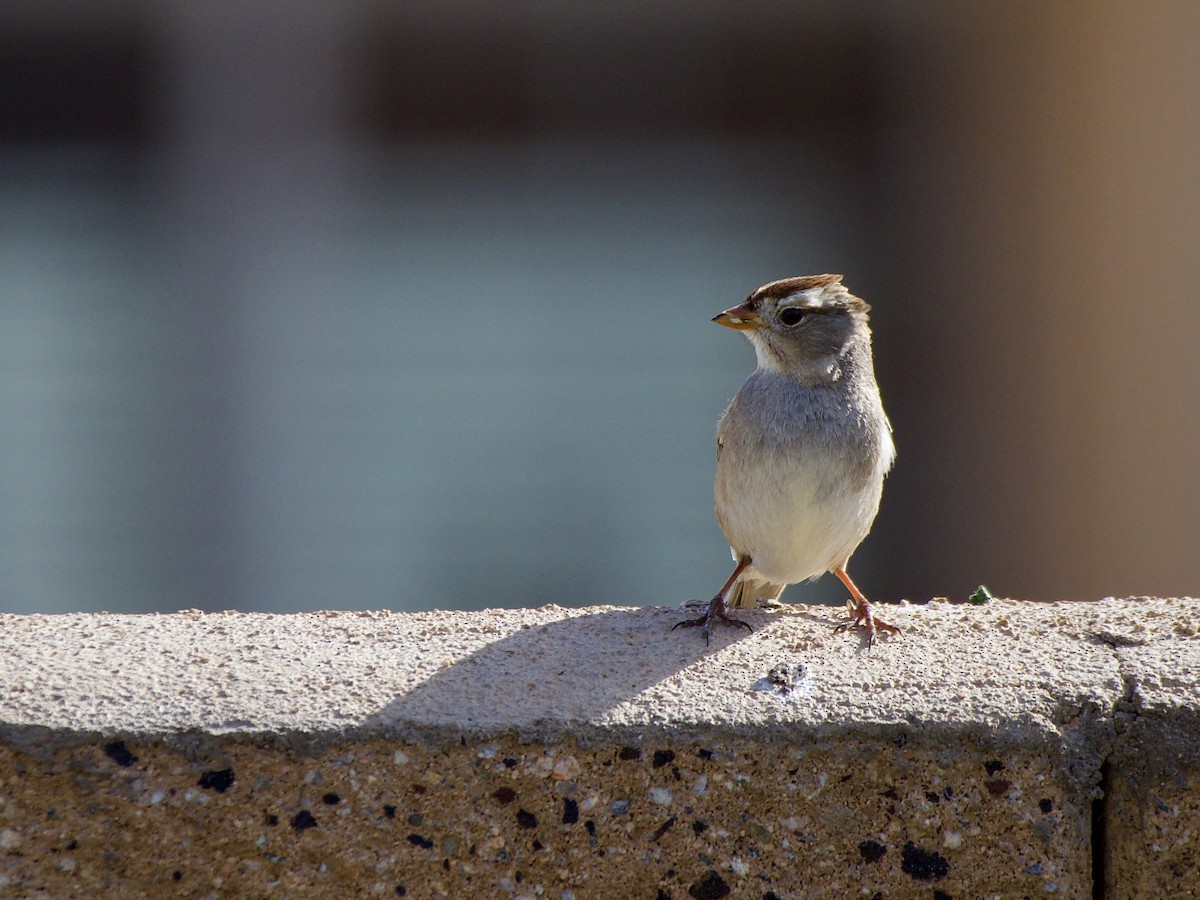 White-crowned Sparrow - Bobby Wilcox