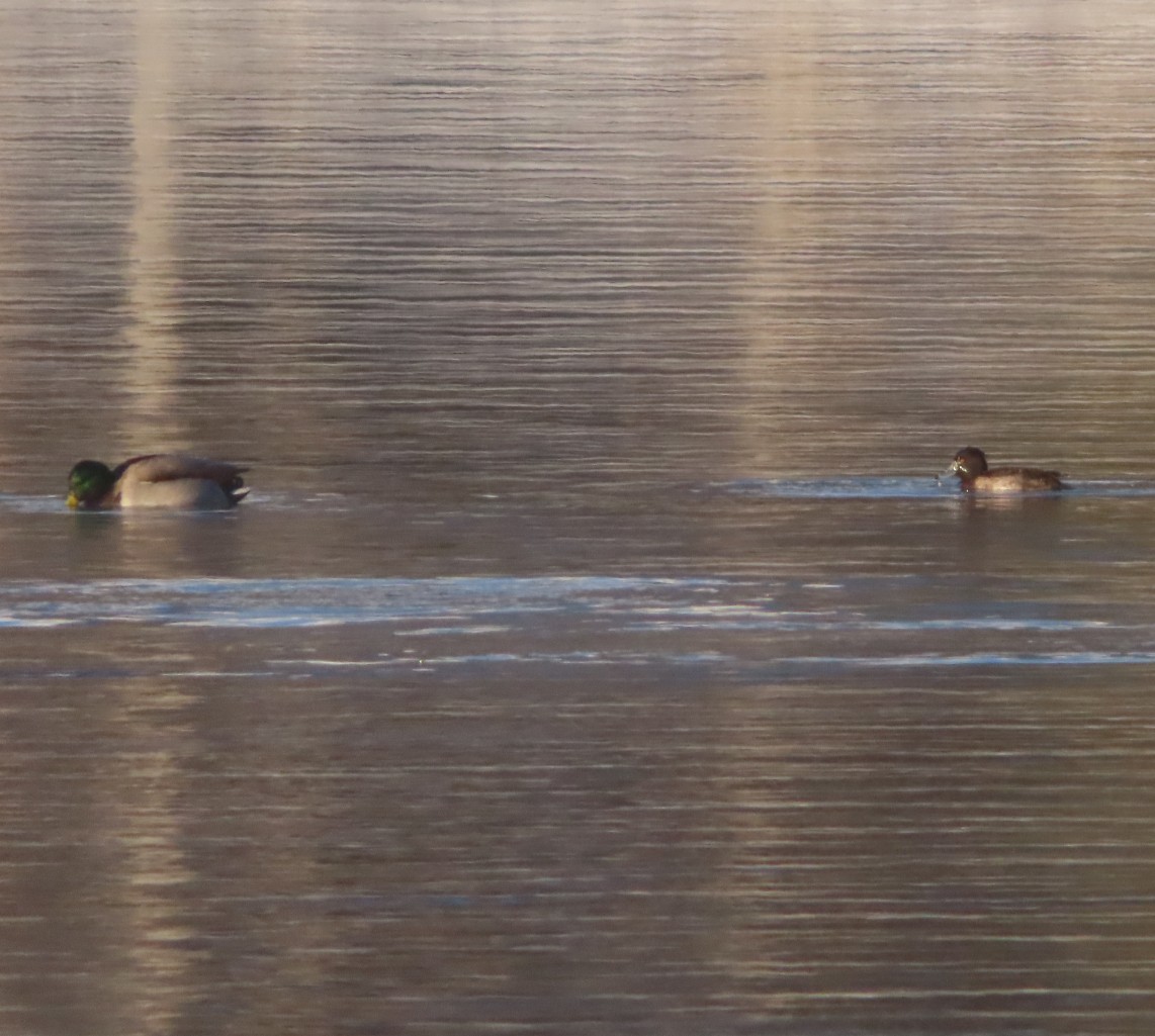 Tufted Duck - ML320364091