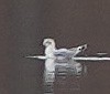 Бонапартова чайка - ML320365231