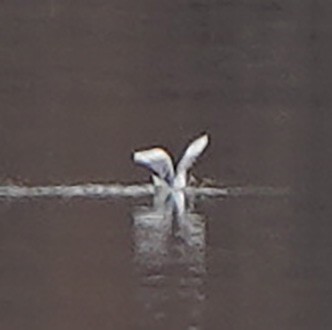 Bonaparte's Gull - ML320365241