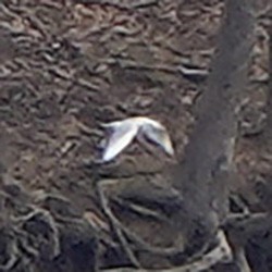 Бонапартова чайка - ML320365251