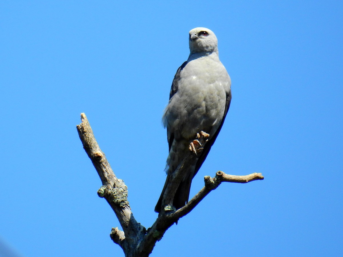 Mississippi Kite - ML32036951