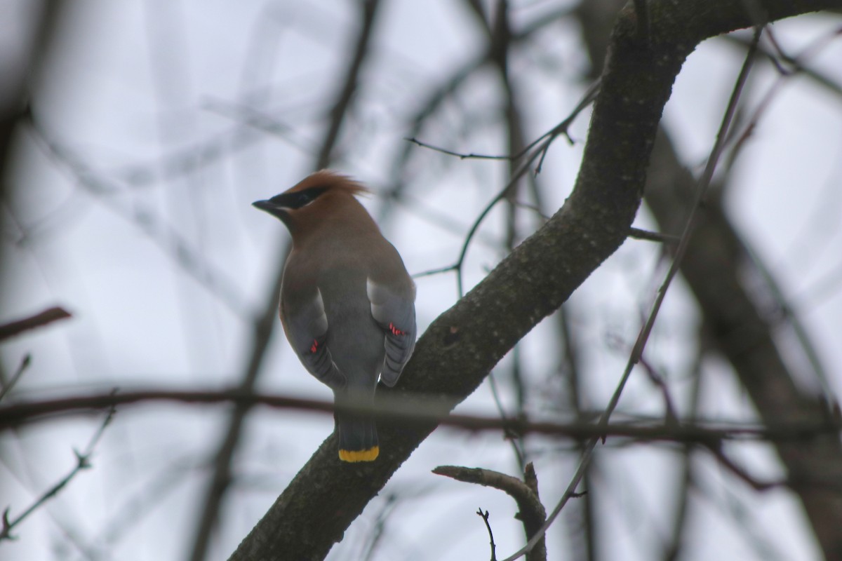 Cedar Waxwing - ML320369541
