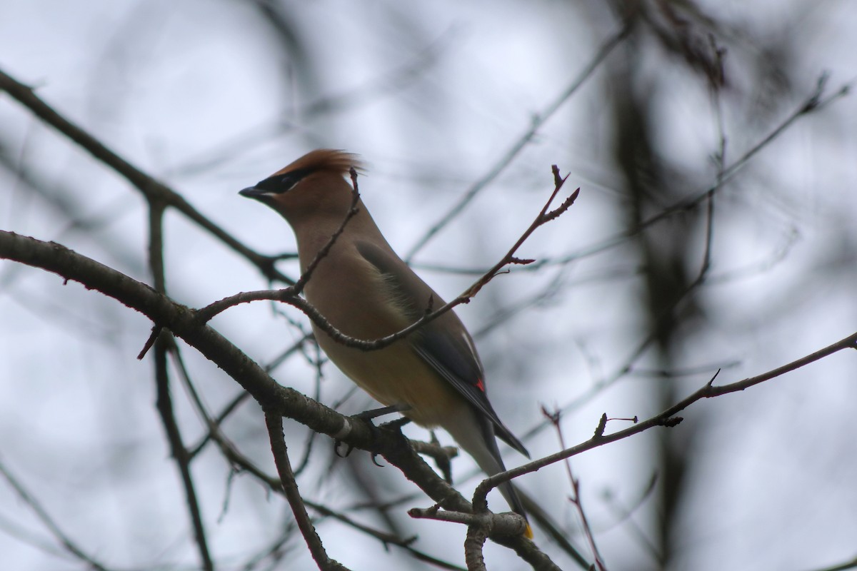 Cedar Waxwing - ML320369551