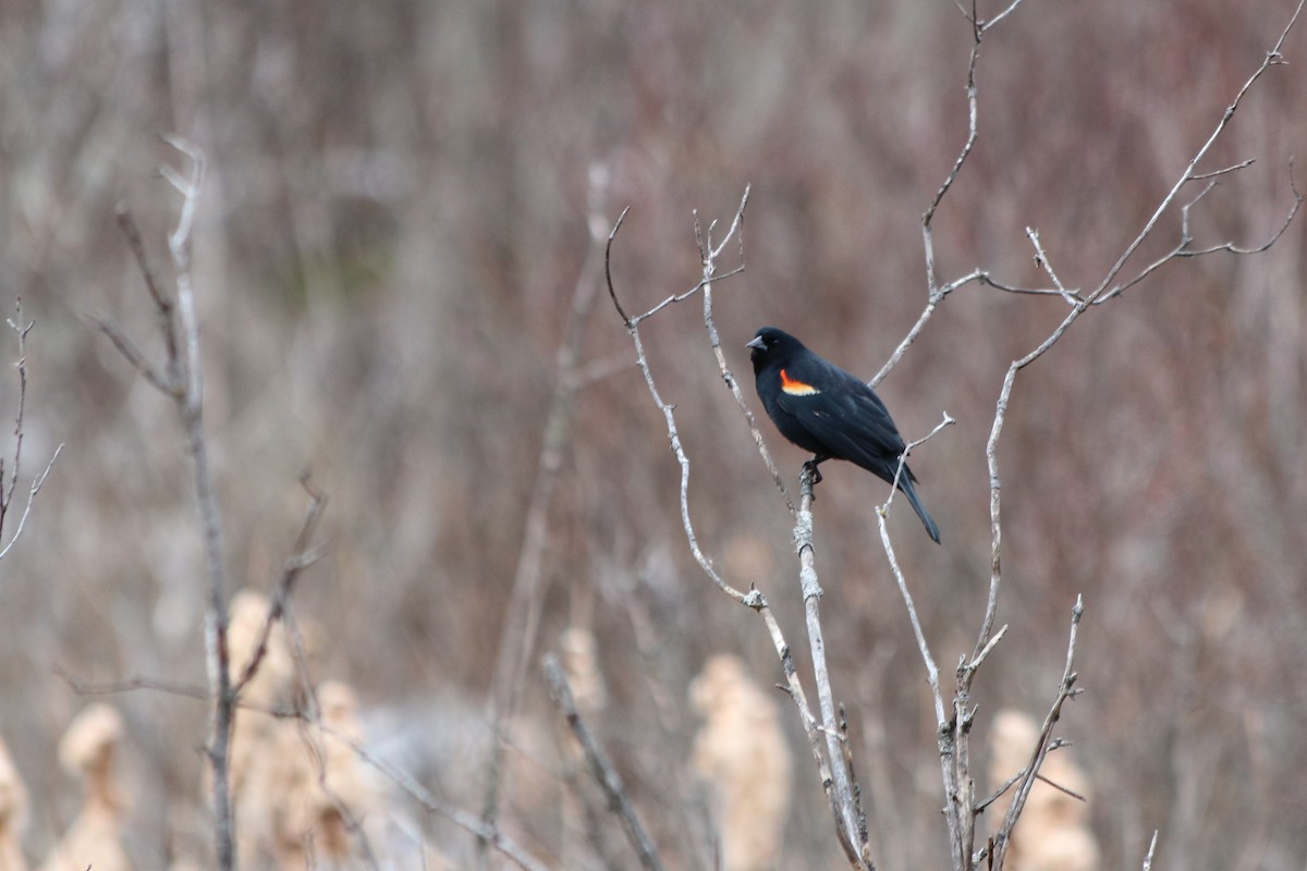Red-winged Blackbird - ML320369611