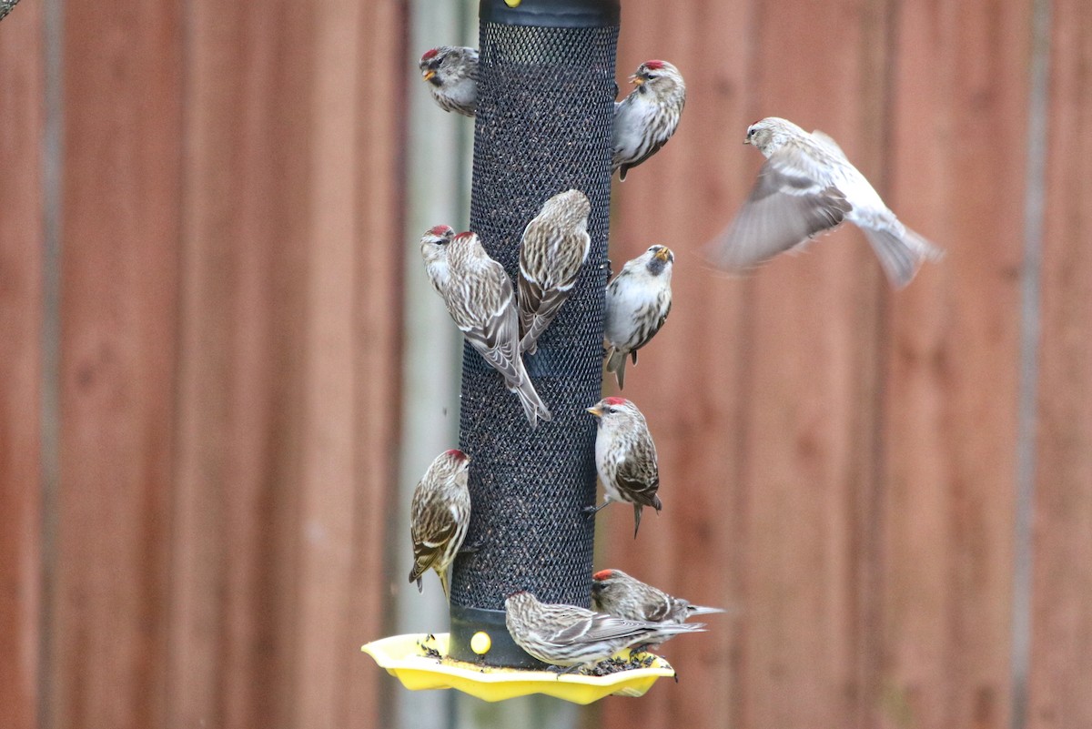 Redpoll (Common) - ML320369791