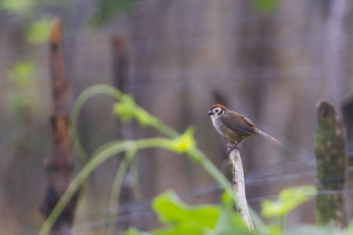 White-faced Ground-Sparrow - ML32037031