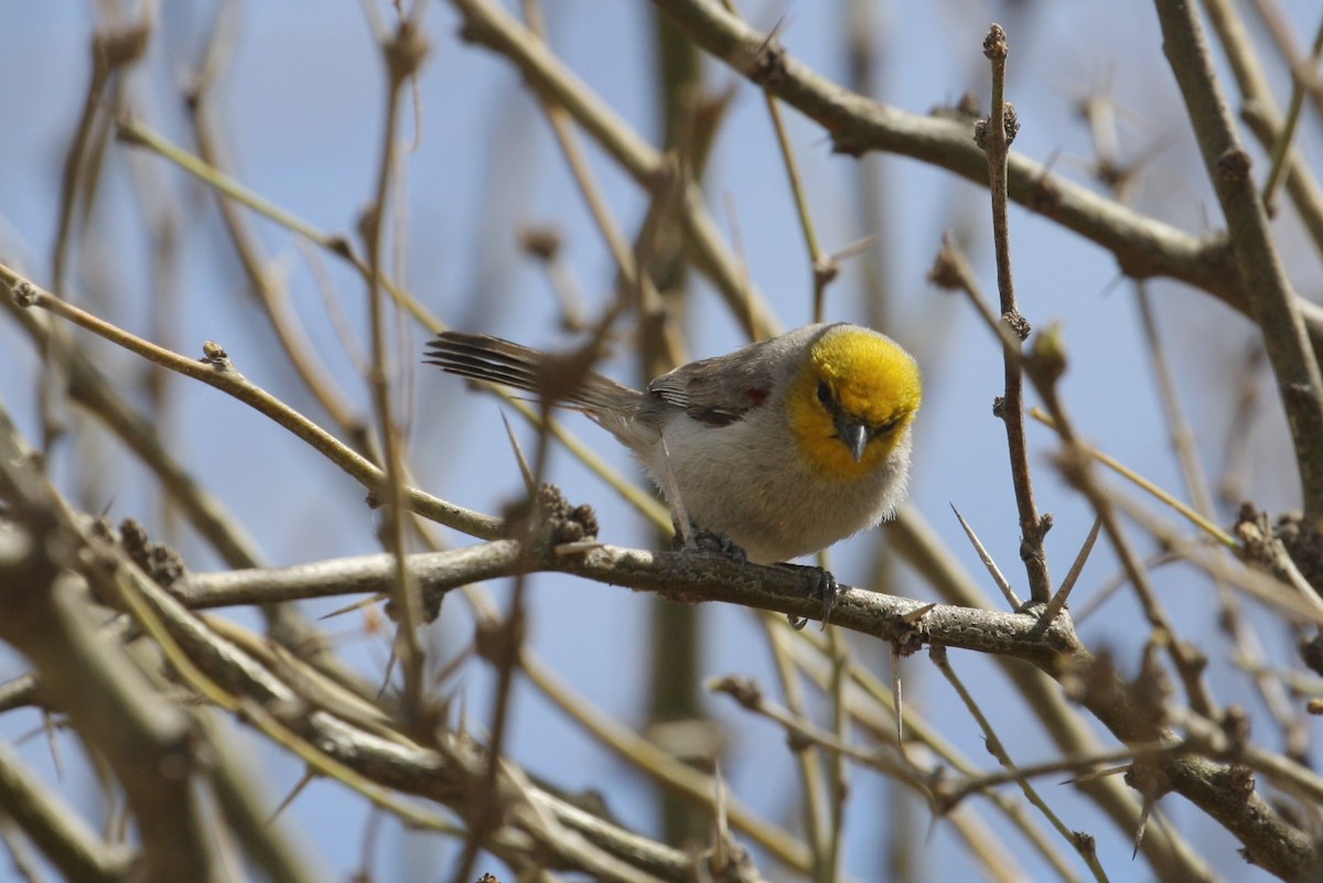 Verdin - Hank Taliaferro