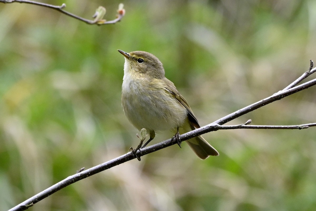 Iberian Chiffchaff - ML320371311