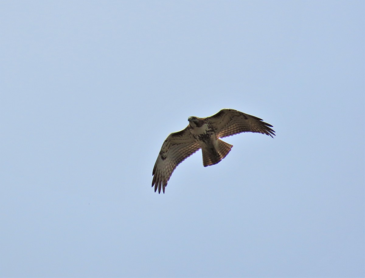 Red-tailed Hawk (borealis) - ML320373631