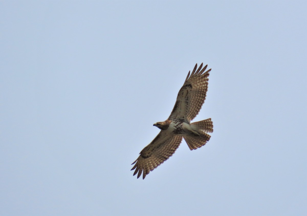 Red-tailed Hawk (borealis) - ML320373651