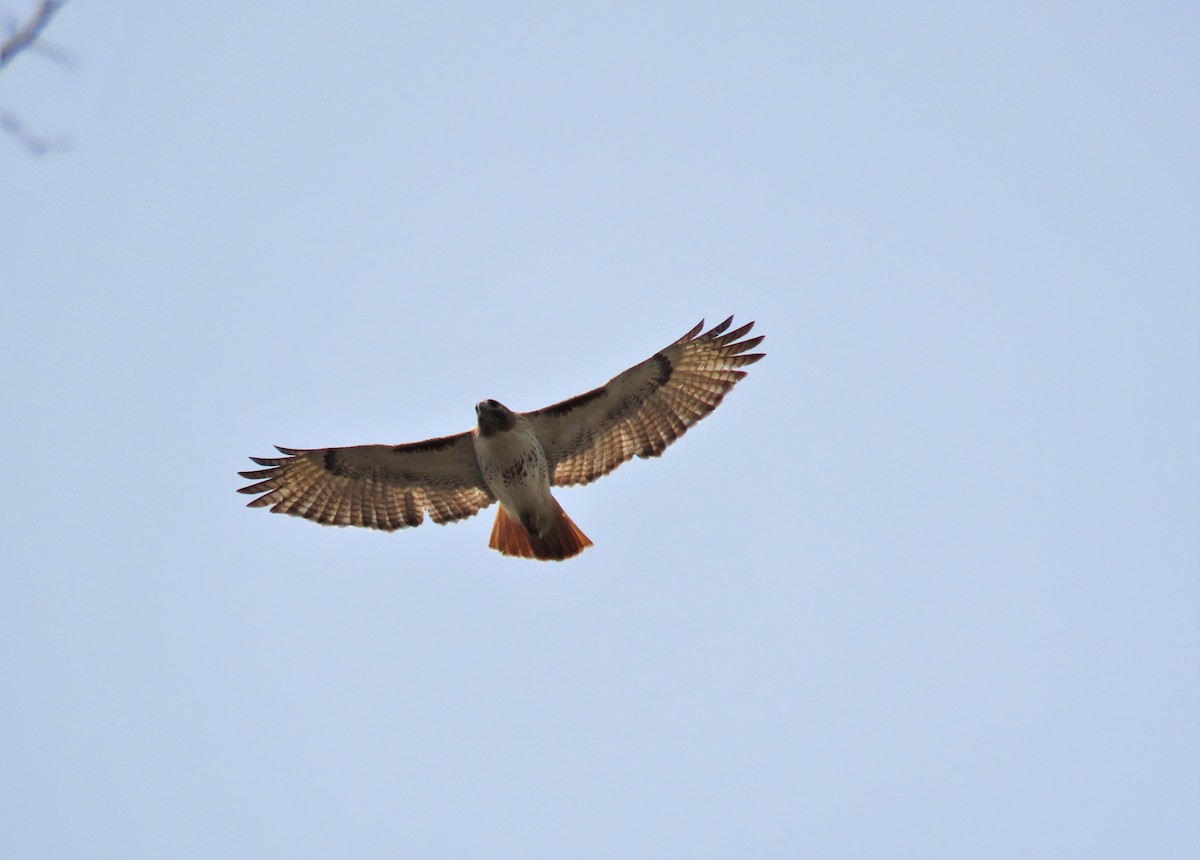 Red-tailed Hawk (borealis) - ML320373671
