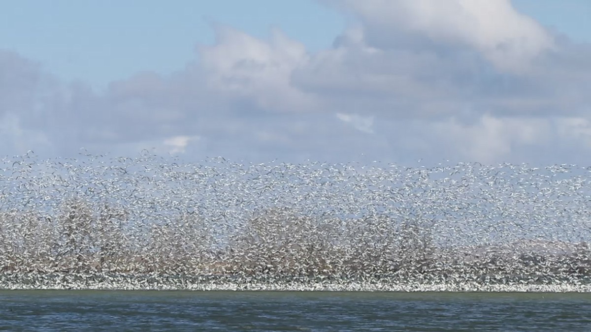 Snow Goose - ML320373751