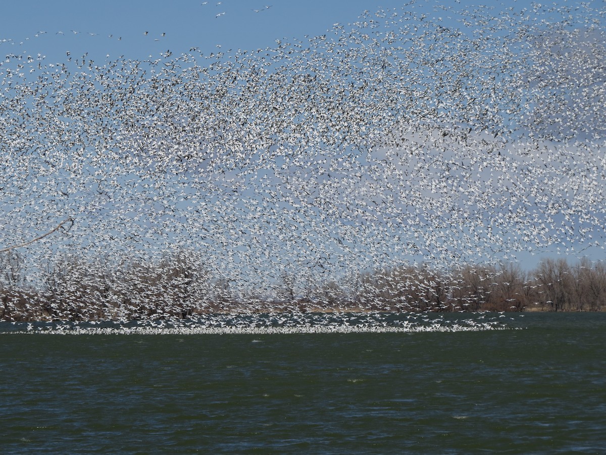 Snow Goose - ML320373801