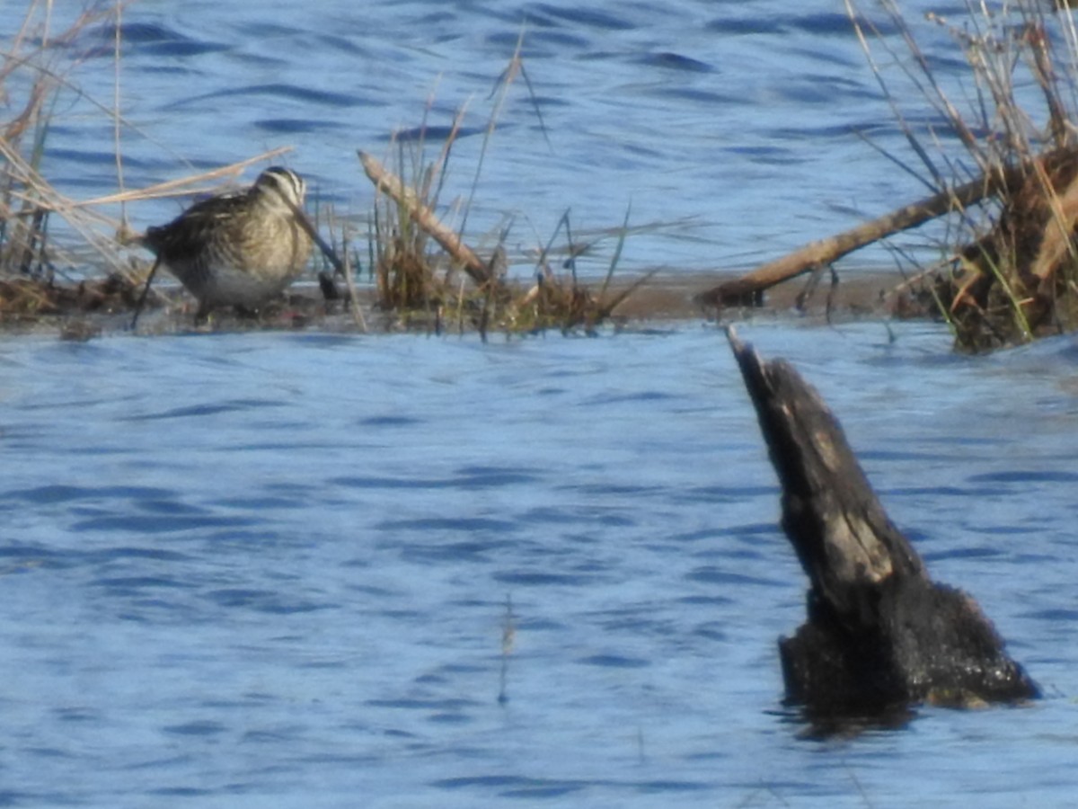 Wilson's Snipe - Sandi Jacques