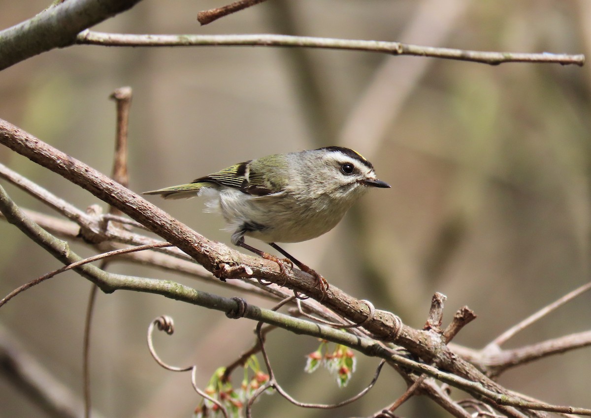 Golden-crowned Kinglet - ML320374951