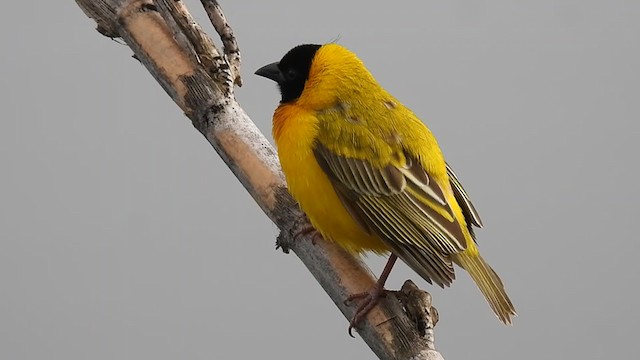 Black-headed Weaver - ML320375691