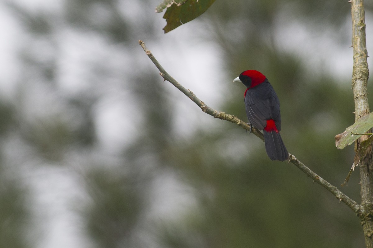 Crimson-collared Tanager - ML32037601