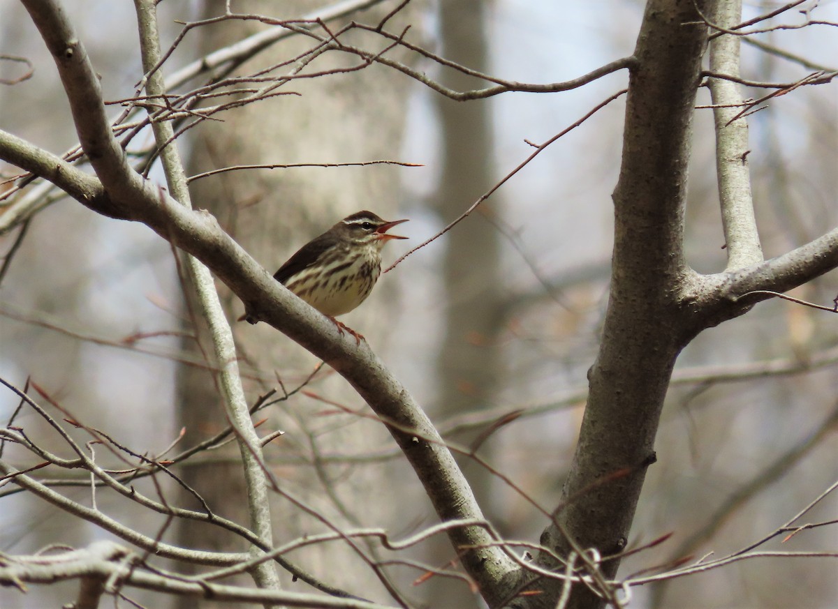 Louisiana Waterthrush - ML320376021