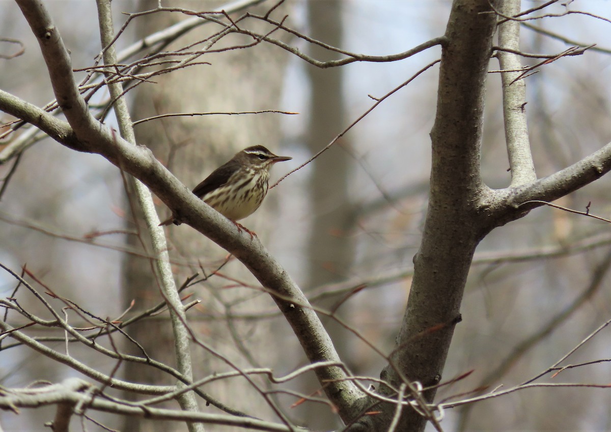 Louisiana Waterthrush - ML320376031