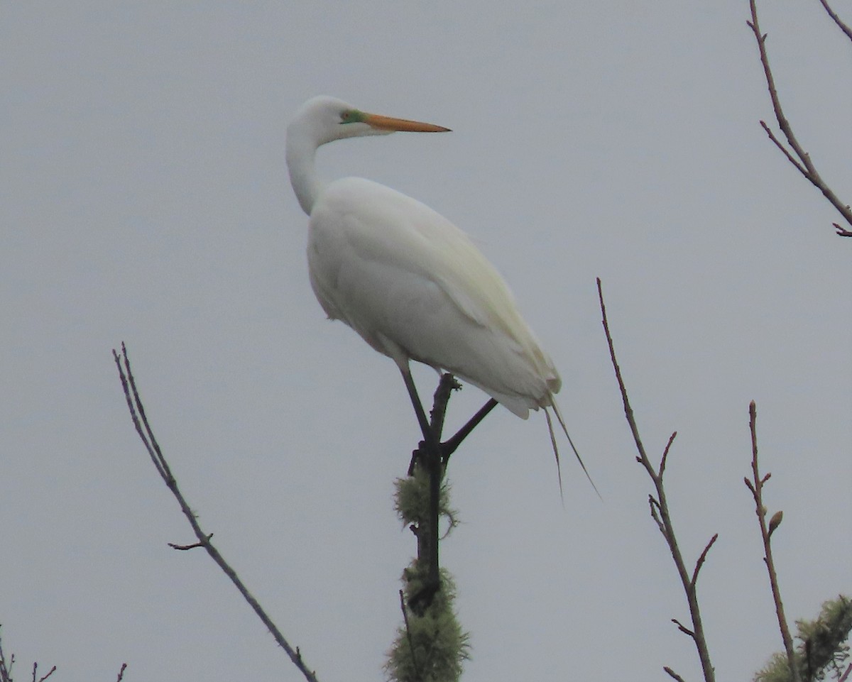 Great Egret - ML320376301