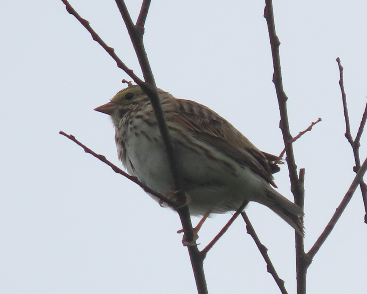 Savannah Sparrow - ML320376491
