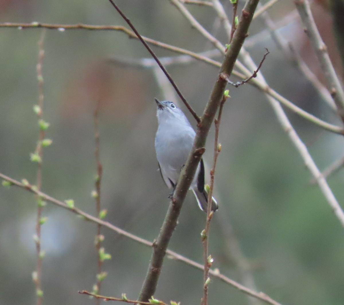 Blue-gray Gnatcatcher - ML320376731