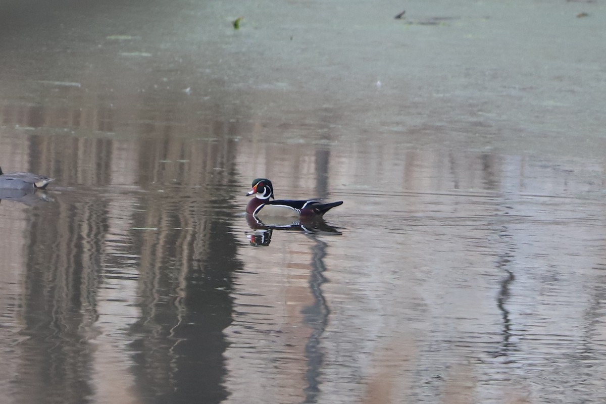 Wood Duck - ML320377201