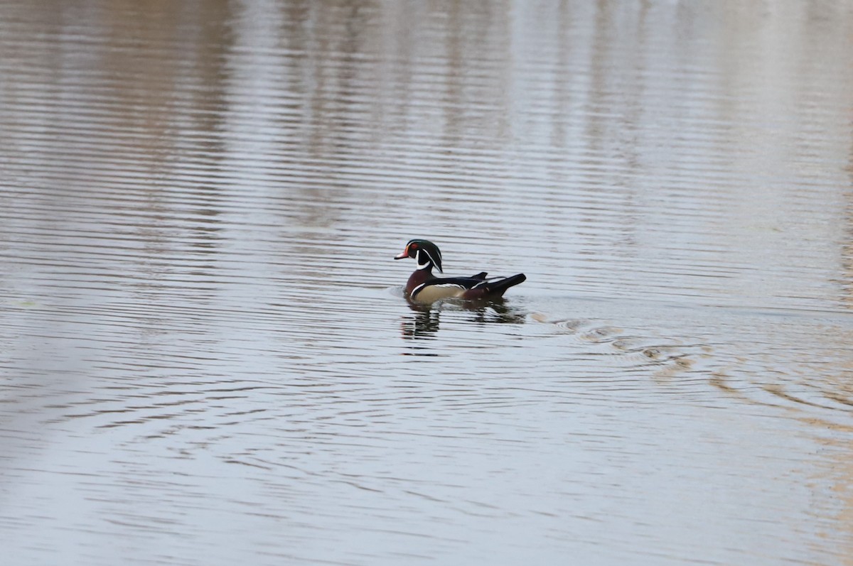 Wood Duck - ML320377211