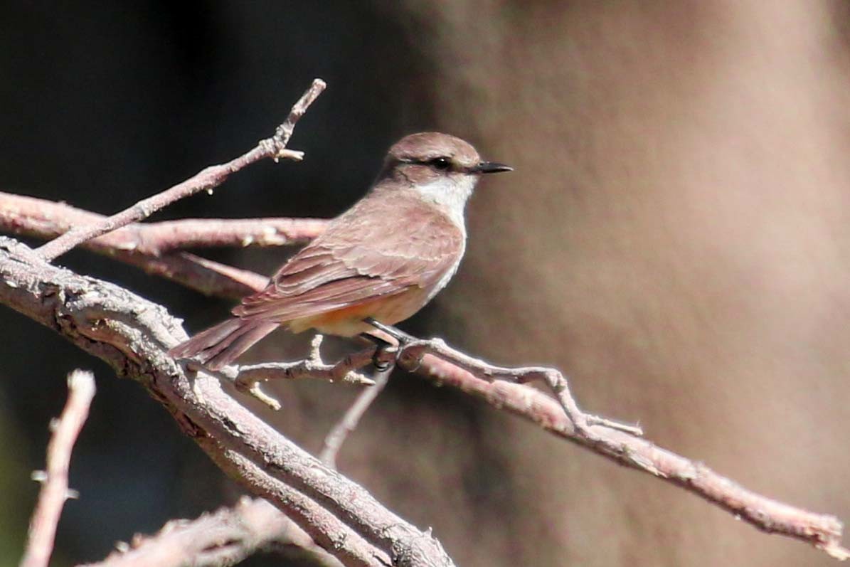 Vermilion Flycatcher - ML320379771