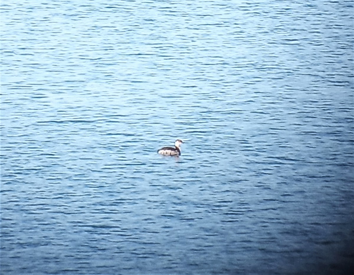 Horned Grebe - ML320380431