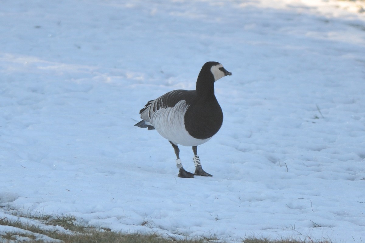 Barnacle Goose - ML320380641