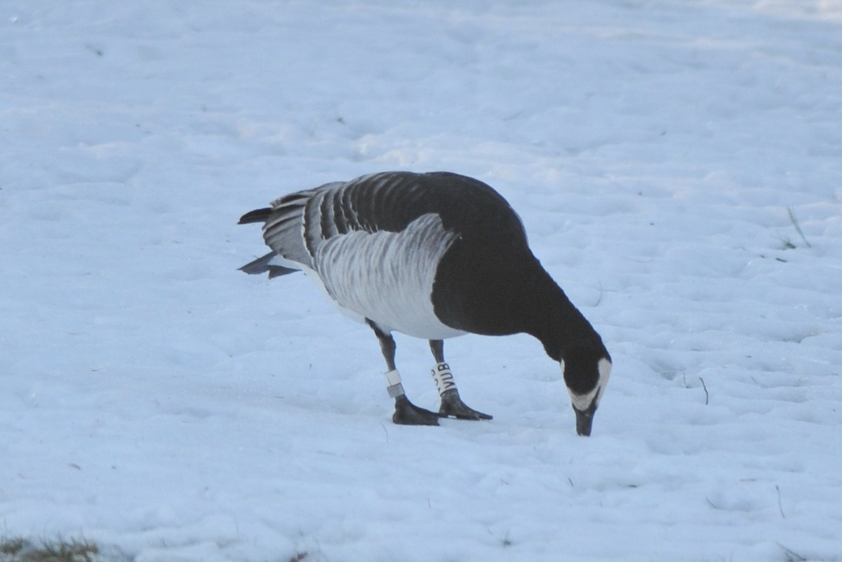 Barnacle Goose - ML320380651