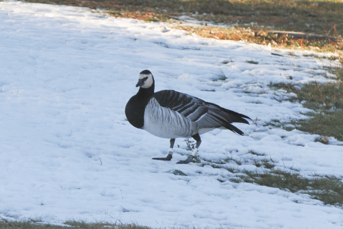 Barnacle Goose - ML320380681