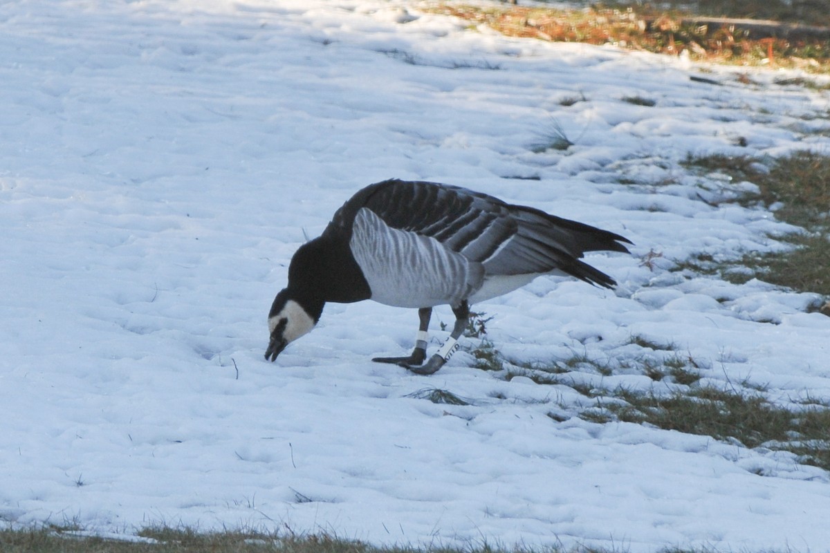 Barnacle Goose - ML320380701