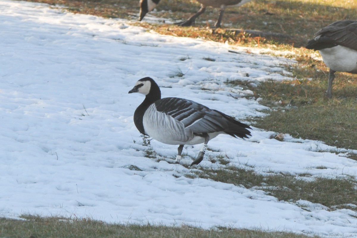 Barnacle Goose - ML320380741