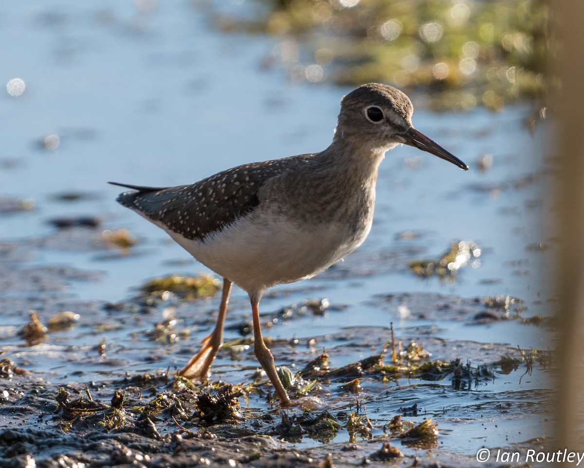 Solitary Sandpiper - ML32038101