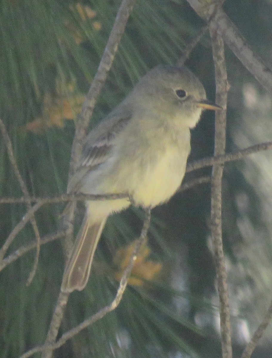 Gray Flycatcher - ML320381271