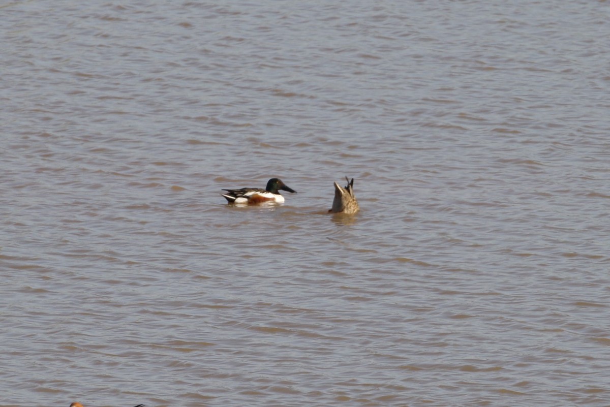 Northern Shoveler - ML320381771