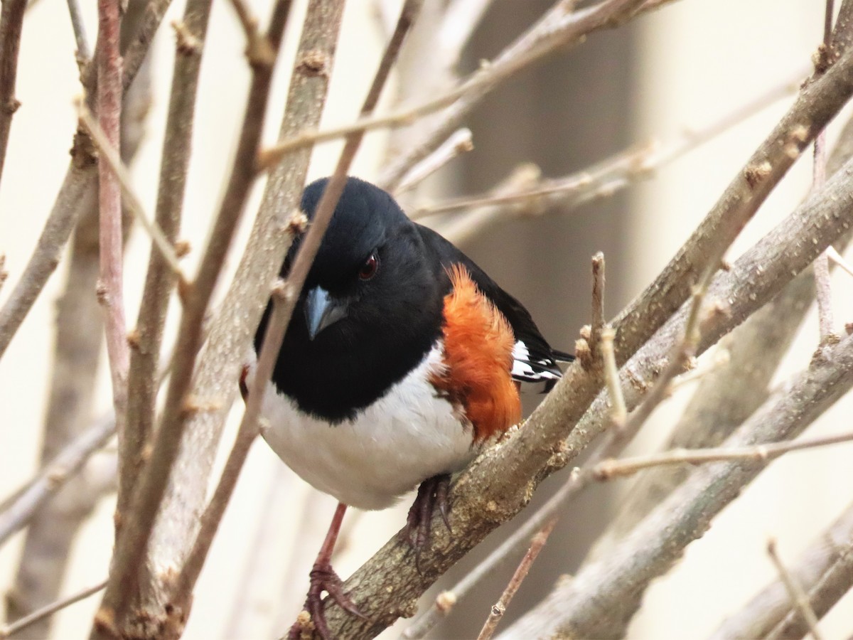 Eastern Towhee - ML320382751