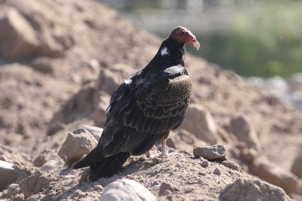 Turkey Vulture - ML320384281