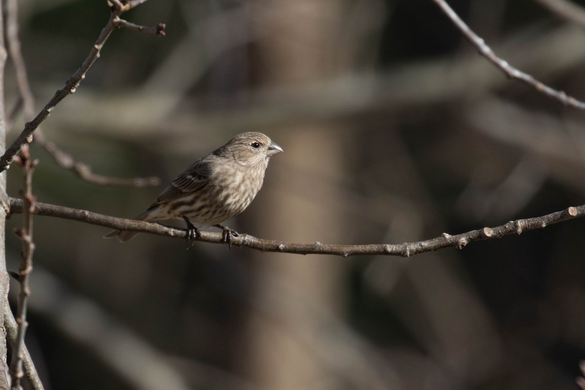 House Finch - Alex Lamoreaux