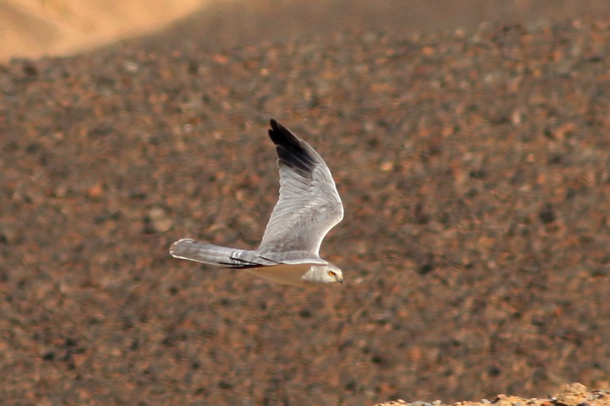 Pallid Harrier - Alexandre Hespanhol Leitão