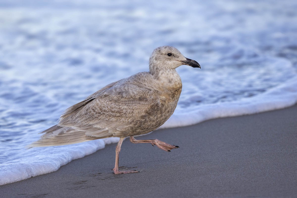 Glaucous-winged Gull - ML320387751